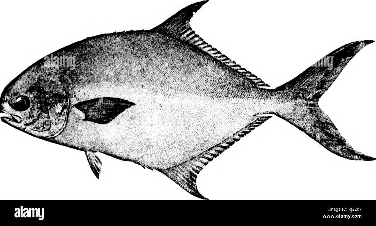 Banner Pompano Stock Photos Banner Pompano Stock Images Alamy