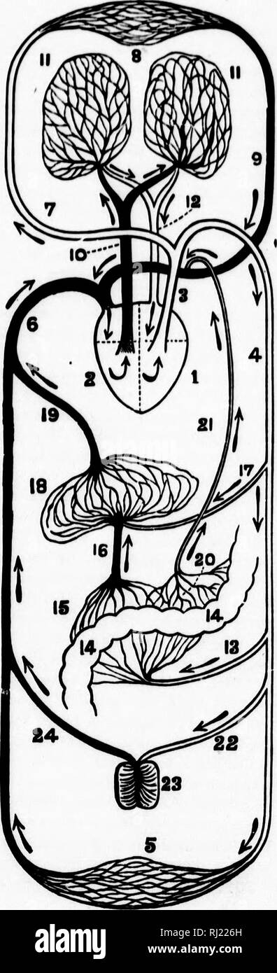 . The first principles of agriculture [microform]. Agriculture ...