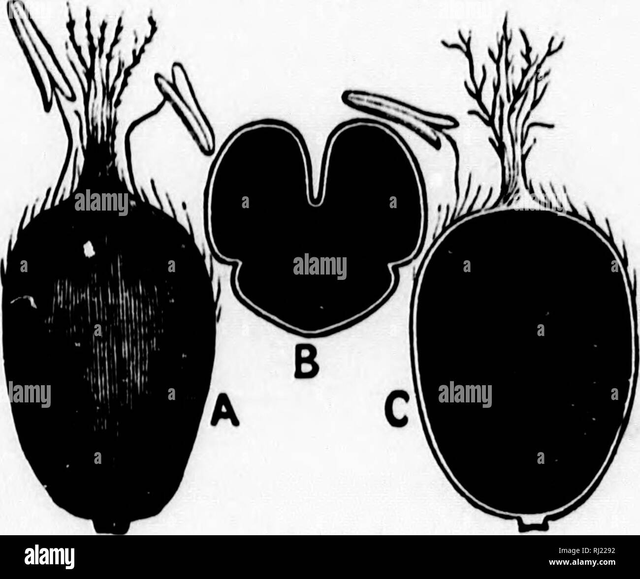 Threshed wheat grains Black and White Stock Photos & Images - Alamy