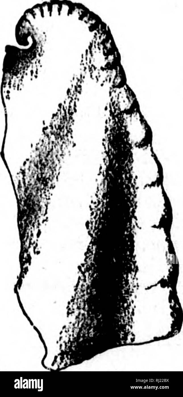 Platyce Black and White Stock Photos & Images Alamy