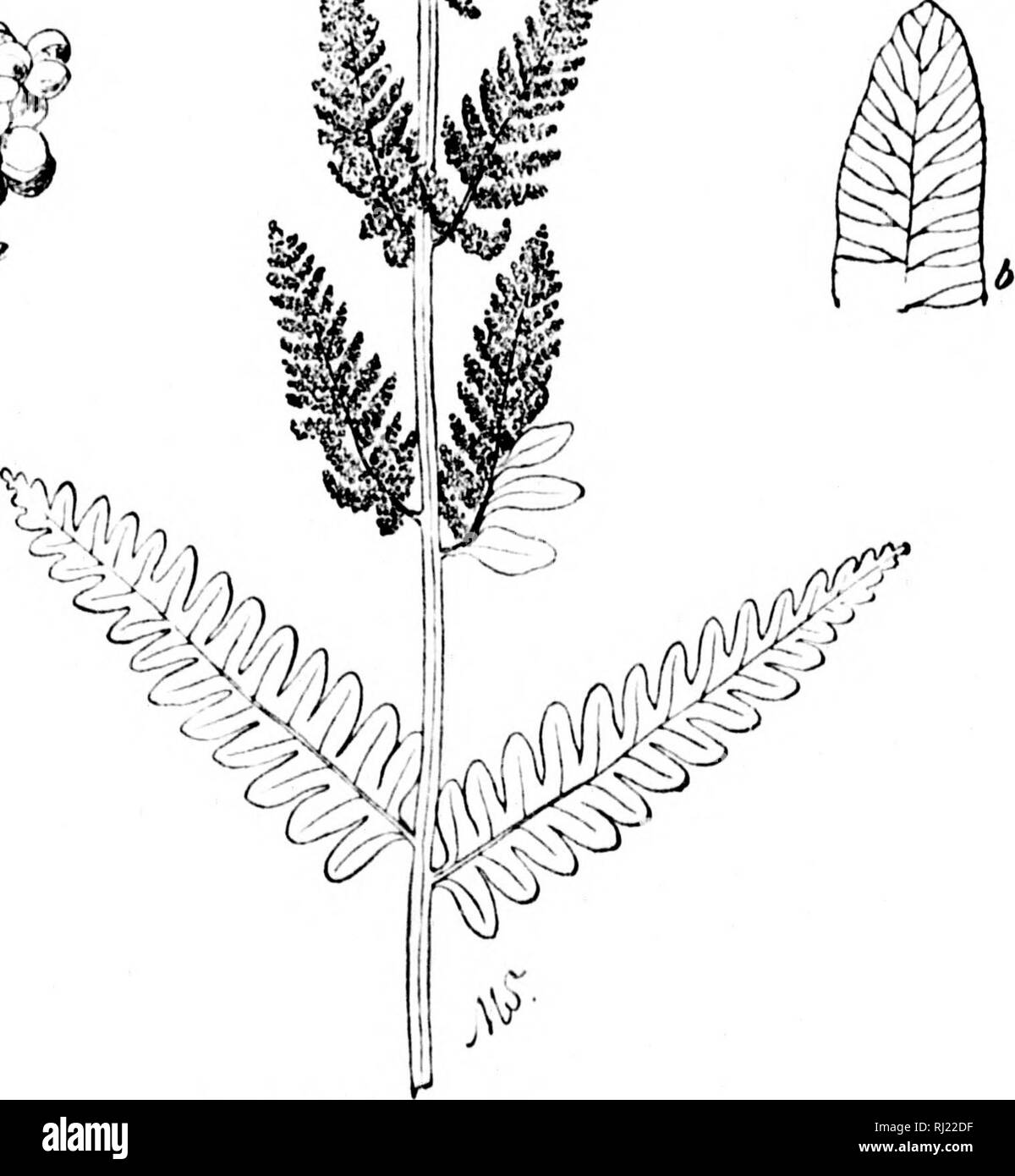 . How to know the ferns [microform] : a guide to the names, haunts, and habits of our common ferns. Ferns; Fougères. INTERRUPTED FERN a Clusters of sporangia i Showing veming 73. Please note that these images are extracted from scanned page images that may have been digitally enhanced for readability - coloration and appearance of these illustrations may not perfectly resemble the original work.. Dana, William Starr, Mrs. , 1861-1952. Toronto : Publishers' Syndicate Stock Photo