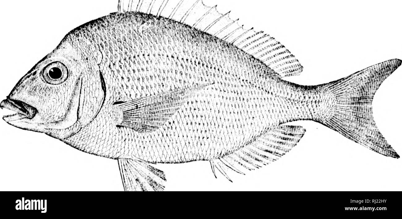 . American fishes [microform] : a popular treatise upon the game and food fishes of North America, with especial reference to habits and methods of capture. Fishes; Fishing; Poissons; PÃªche sportive. THE SCUPPAUG AXD THE EAIK MAID. 93 Tautog, (â hof,fsct, stnictcat,niL', niiimmic liog, nmttawacca, menhaden, siscowct, tullibcc, ciuinnat, oulachan, (uniassa and naniayciish arc among the best of them ; their nmiiher is few, and they need careful guardianshi]). Until very recently &lt; nlyone sj e( ies of the genus Slciiotcwus was known to occur in our waters. I)r. I5ean has, however, shown that  Stock Photo