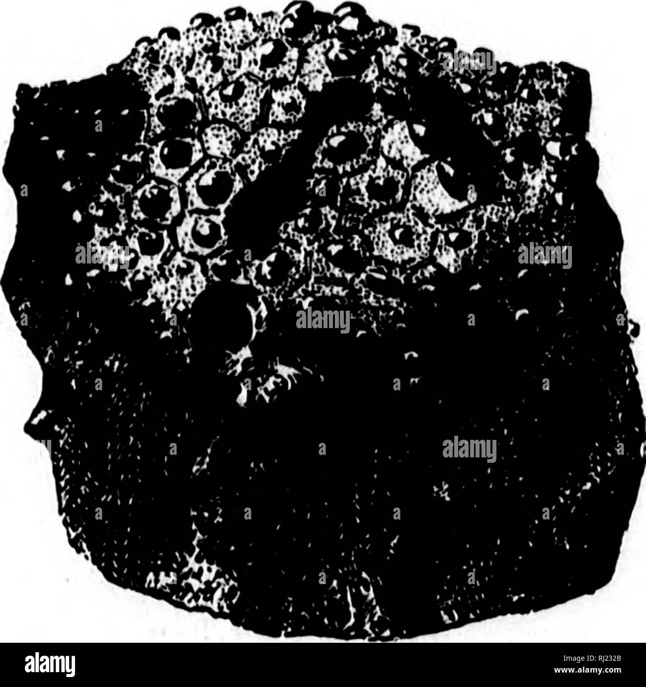 North American Geology And Palaeontology For The Use Of Amateurs Students And Scientists Microform Paleontology Paleontology Geology Paleontologie Paleontologie Geologie I Lo 12 12 Unzncrlnuh Inoiv Iiatuii Ga A Rinfh 8 A Miller 12