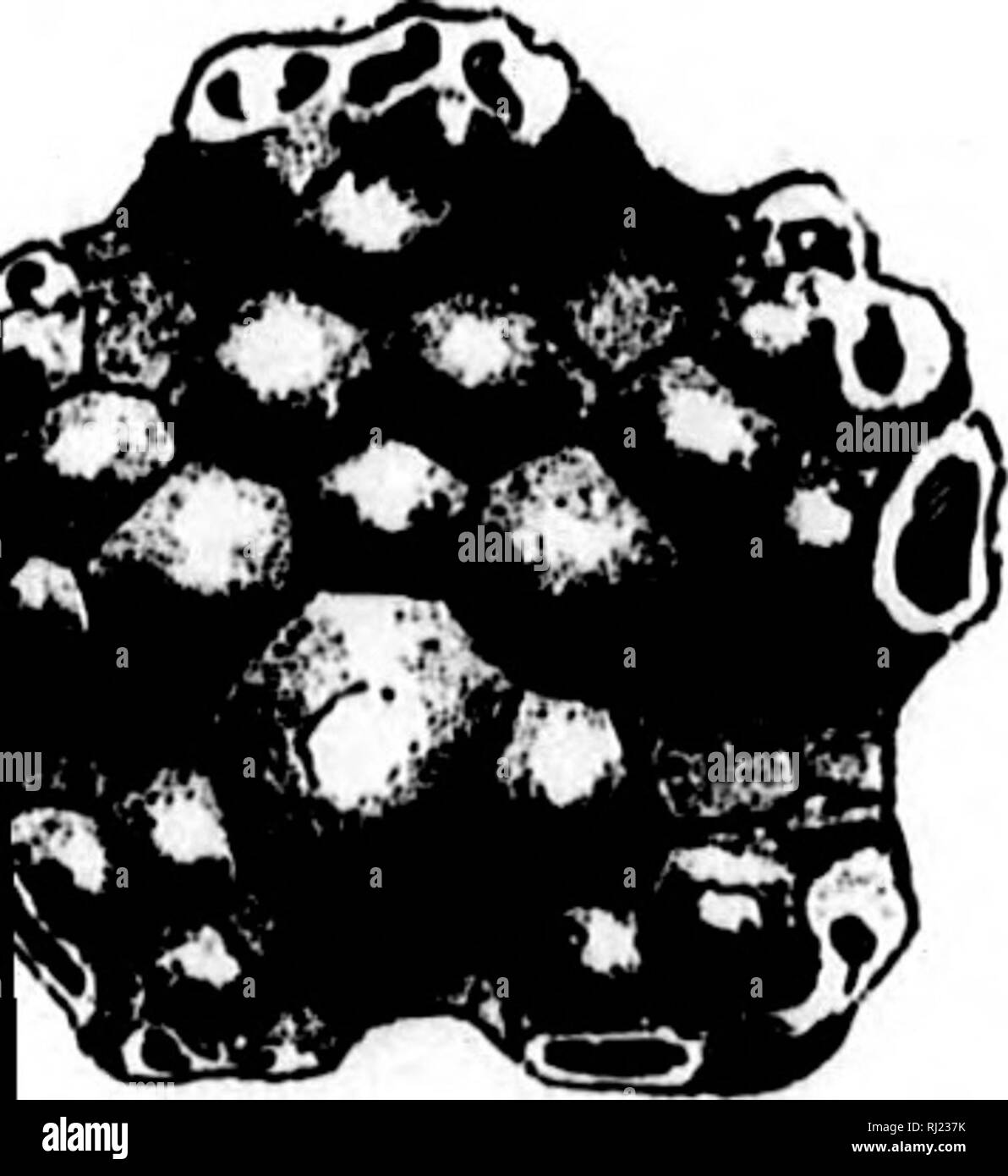 . North American geology and palaeontology for the use of amateurs, students, and scientists [microform]. Paleontology; Paleontology; Geology; Paléontologie; Paléontologie; Géologie. [AUR. -liSI. IS, Ohiocrinus. cs. ala, followed by is family, and is ther families, ther families. Y. rocrinus, Pachyc- us. AKT. -ac;a.] ECHINODERMA TA. 673 and A. chouteau- le Chouteau lime- is, p. 40, from the. 1204.—Actlnocrinus louteauensls. Suni- nlt view. grandis. Miller &amp; Gurley, 1890, Desc. New Gen. and Spec. Echi- nodermata, p. 25, and lOth Rep. Geo. Sur. Ind., p. 340, Keokuk Gr. nodosus, S.A.Mil- ler, Stock Photo