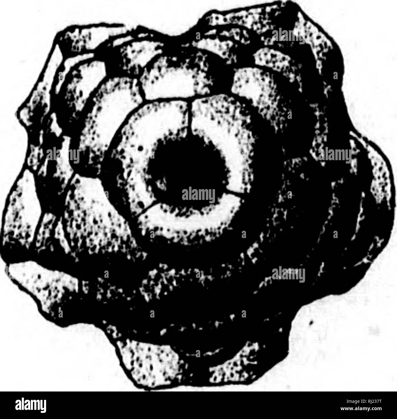 . North American geology and palaeontology for the use of amateurs, students, and scientists [microform]. Paleontology; Paleontology; Geology; Paléontologie; Paléontologie; Géologie. Fig. I20li.—AbrotociinuB cymoHUs. Fia.1203.-Actlnocrlnus FiG. 1204.—Actlnoerlnus choutenucnsis. Azy- cliouteauensis. Suni- gous view. mlt view. grandis. Miller i!i Gurley, 1890, Desc. New Gen. and Spec. Echi- nodermata, p. 25, and 16th Rep. Geo. Sur. Ind., p. 846, Keokuk Gr. nodosus,S. A.Mil- ler, 1891, Bull. No. 4, Geo. Sur. Mo., p. 33, Bur- lington Gr. puteatus, Rowley &amp; Hare, 1891, Kansas City Scientist, vo Stock Photo