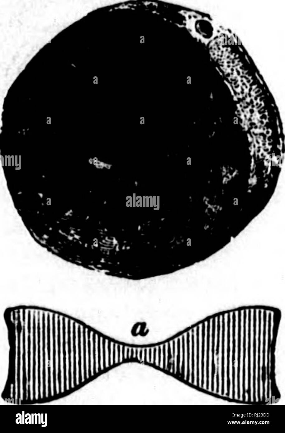 1877 geo hi-res stock photography and images - Alamy