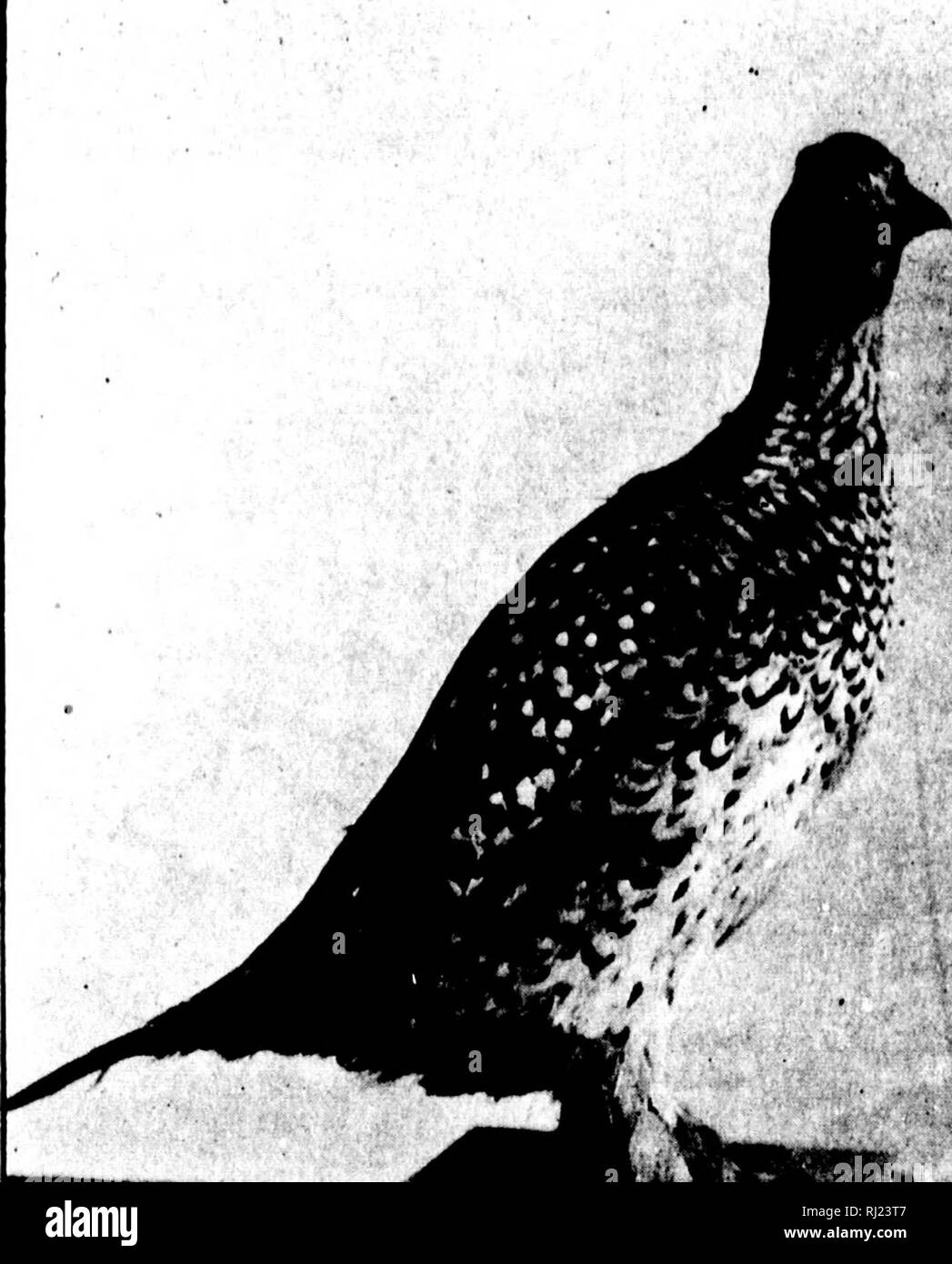. The game birds of Manitoba [microform]. Game and game-birds; Gibier. ^*^^ai8^£ir%^,. t-'^- PEDIOCETES PHASIANKIJ-US (Sharp-tailed Grouse, or Old Manitoba Prairie Chicken). Please note that these images are extracted from scanned page images that may have been digitally enhanced for readability - coloration and appearance of these illustrations may not perfectly resemble the original work.. Atkinson, George E. , d. 1913; Historical and Scientific Society of Manitoba. Winnipeg : Manitoba Free Press Stock Photo