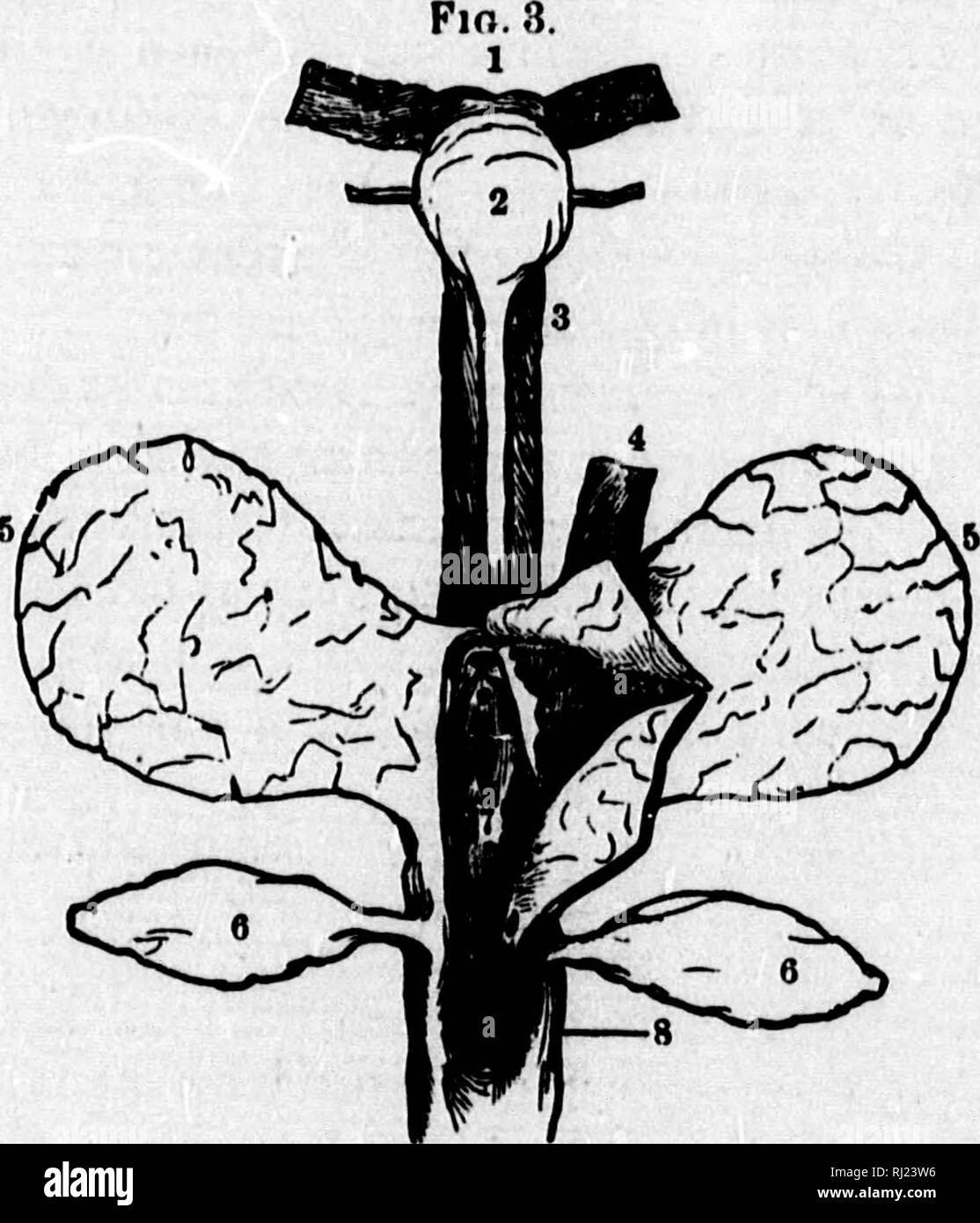 . The American beaver and his works [microform]. Beavers; Castors. 304 ...