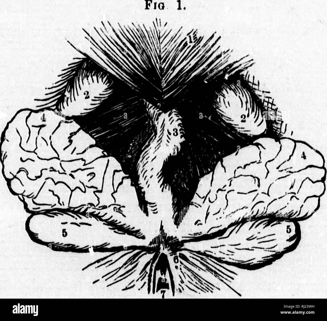 . The American beaver and his works [microform]. Beavers; Castors. 