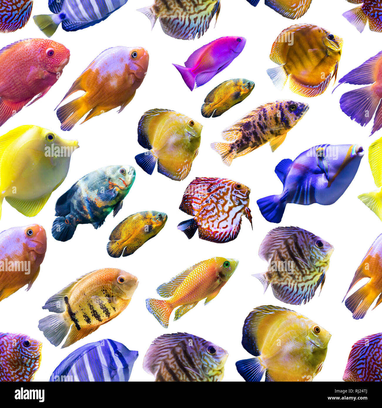 Real Colorful Fish