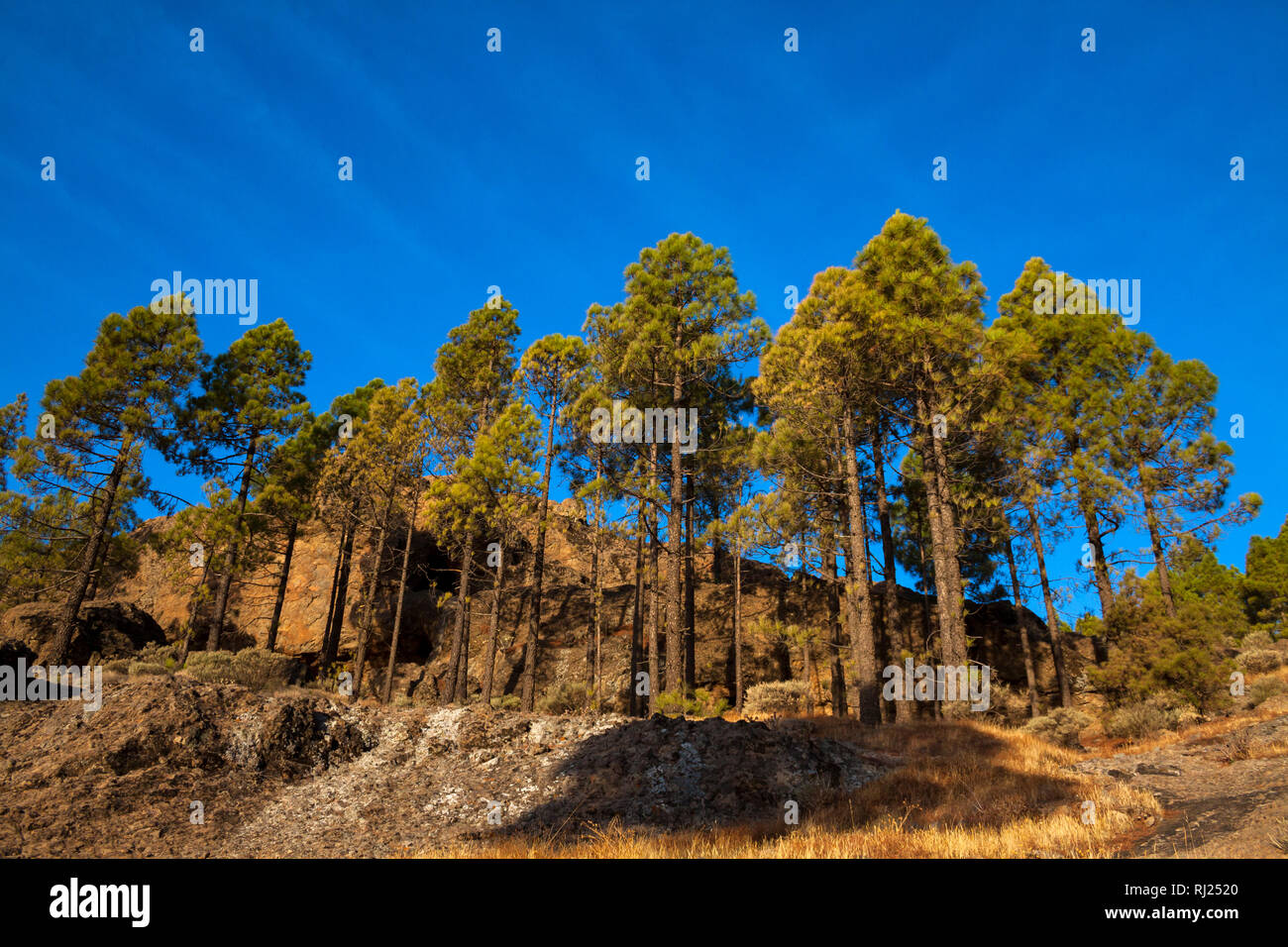 Pines on the summit, Gran Canaria - Stock Image