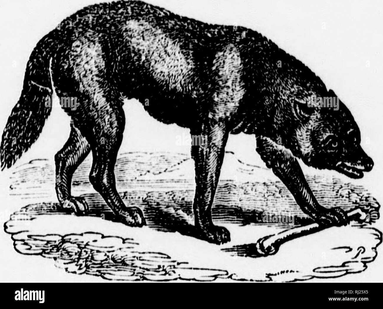Wolves Life 3 Script