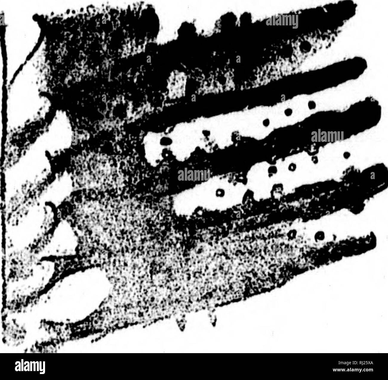 Catal Black And White Stock Photos Images Alamy