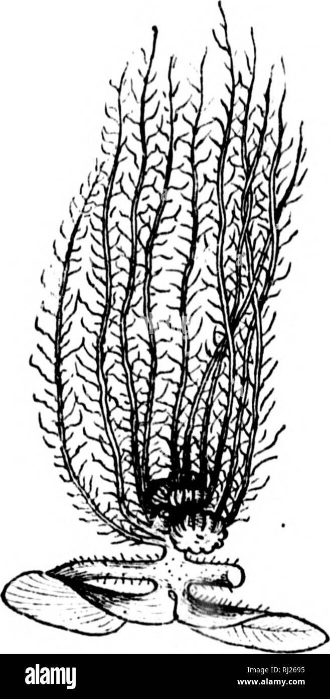 . Our native ferns and their allies [microform] : with synoptical ...