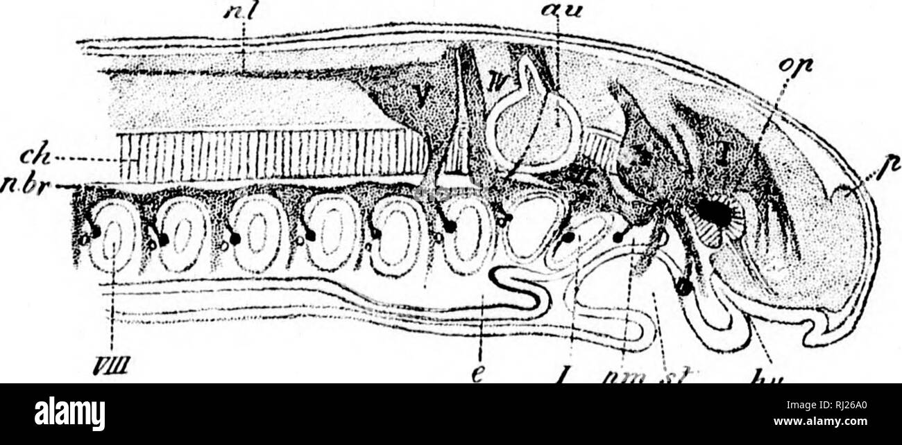 Gelatinous membrane hires stock photography and images Alamy