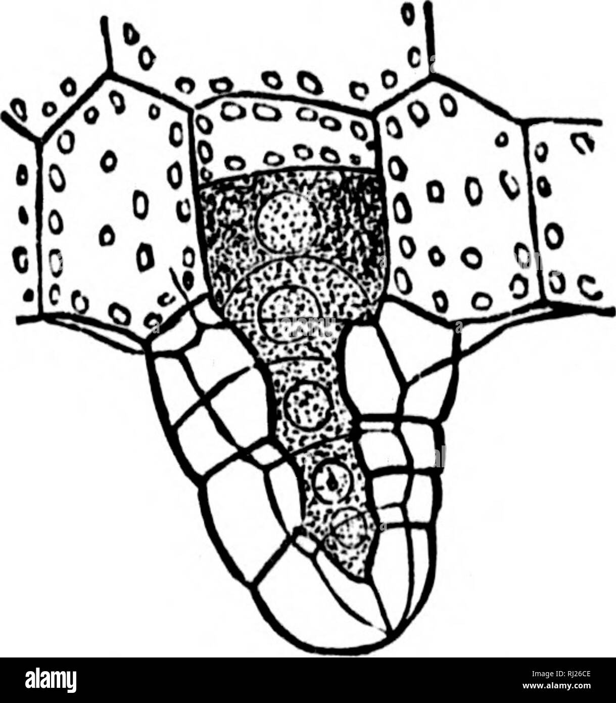 . Our native ferns and their allies [microform] : with synoptical descriptions of the American Pteridophyta north of Mexico . Ferns; Ferns; Pteridophyta; FougÃ¨res; ; . F.G. 14.—Antheridium of Adianium Fig. 15.—Youngr archegonium of Pteris capillus-veneris L., showing- the es- serrulata Linn, f., showing oosphere, raping antherozoids. (After Sachs.) neck, and canal-cell. (After Sachs.) and retaining the antherozoids at the neck of the archegonium. The oosphere is thus left exposed (Fig. 15). 65. Fertilization.—The antherozoids, analogous to the pollen of flowers, when discharged from the anthe Stock Photo