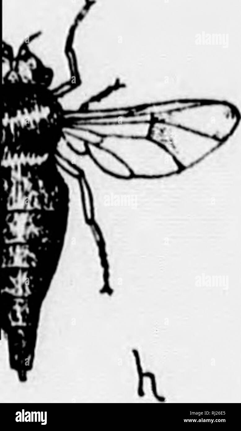 . Insects affecting domestic animals [microform] : an account of the ...