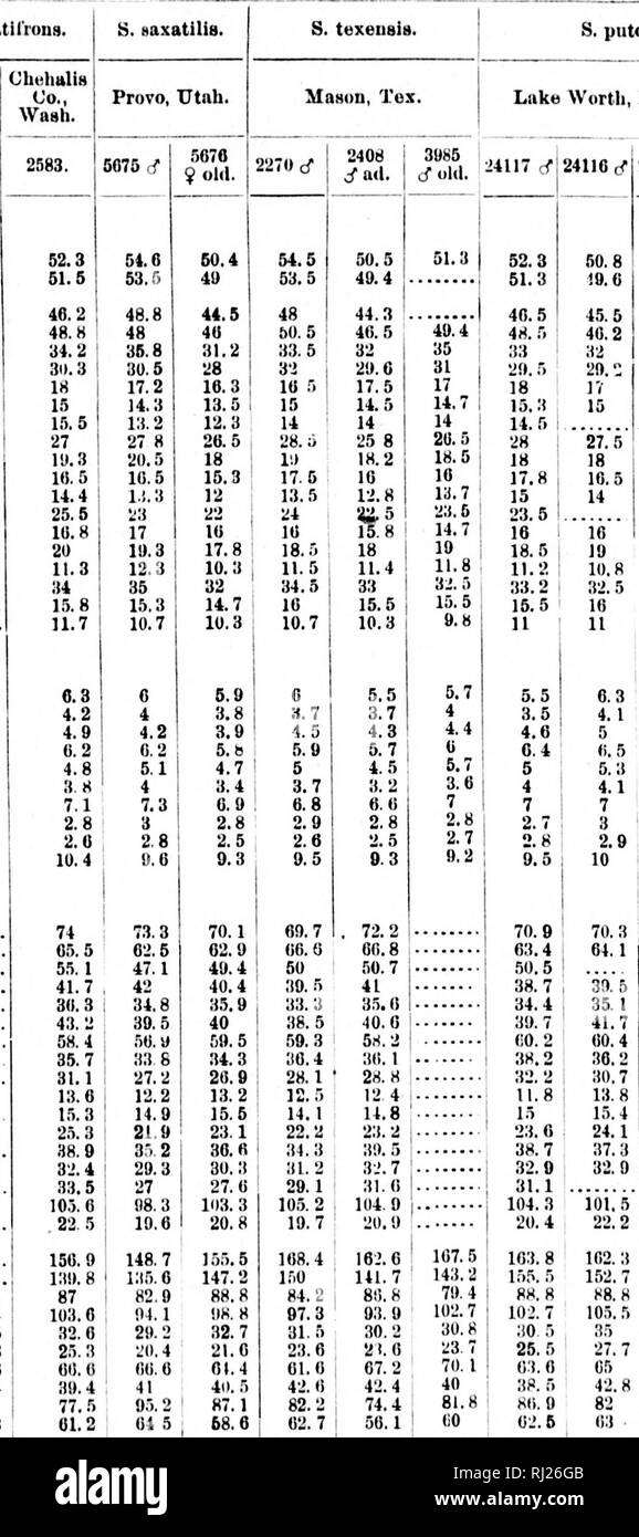 . Descriptions of twenty-six new species of North American mammals [microform] . Mammals; MammifÃÂ¨res. CS AND RATIOS OF TEN SPECIES OF SPILOGALE. S. p. latil'rous. '&quot;â Nicaslo, Cul. Sunt a I Kuse- Clura, I biir^;, Cal. I Ore^uii. S. piitoriuH. Lake Worth, Fla. 4 2100 :.Mooi,â! 24200 I. d&quot;aa. i-iÂ»-&quot;&quot; 9 old. 57 55 SO f&gt;2.8 37 32 IH. 5 14.8 15.2 2'J.2 20.7 17 14.3 24.5 17.8 20.8 13.5 37.2 17.2 1U.8 C.5 4.4 4.8 7 6.7 4.2 8 3.2 3 10.7 57.5 60.7 51.8 51.7 (?30.5) 32.8 IK. 7 15.4 15.5 2!&gt;.5 I I 74 C4 40 41.4 35.Â« 41.6 58.4 34 28.0 13 10 21.6 37 20.6 30.4 105.6 21.4 154.5  Stock Photo