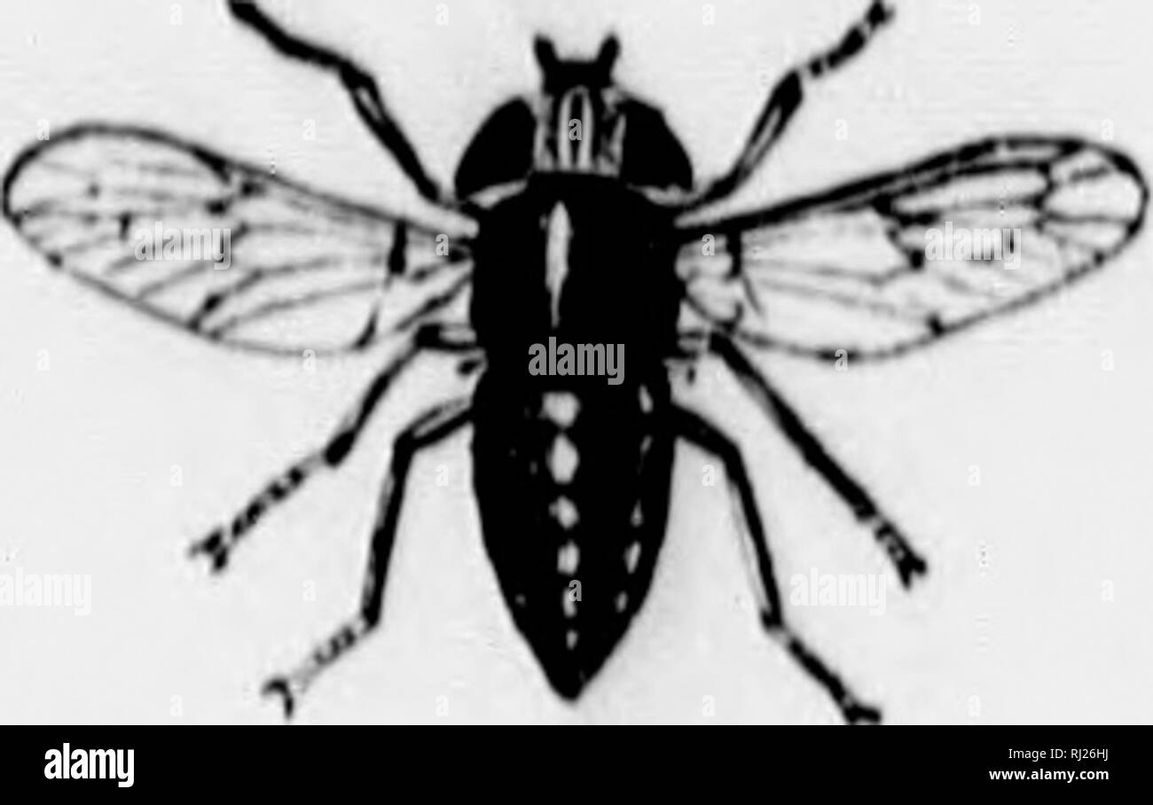 . Insects affecting domestic animals [microform] : an account of the species of importance in North America, with mention of related forms occurring on other animals. Parasites; Insects, Injurious and beneficial; Animaux domestiques; Insectes nuisibles. (J4 INHIiClH Al'FECTlNCJ DOMIISTIC ANIMALS. in' Mr. (J. — (rriiiii I'lirkiird's Gui(lf). Ami also in 'M)iir (loiiiiiioii lnsiM't.s,&quot; piiyc 11: V« wi^rit ti&gt;lil &lt;liii'iii'i tlio ImhI Htiiiiiiifr thiit ii linrsi' whii'h hIoimI l'it.sti'ii«*vli', MiiHs., was ImIIoii to ilcalli l)y llicsc i c; lit'iitls; ami it i.^i known tlmt linisi' Stock Photo