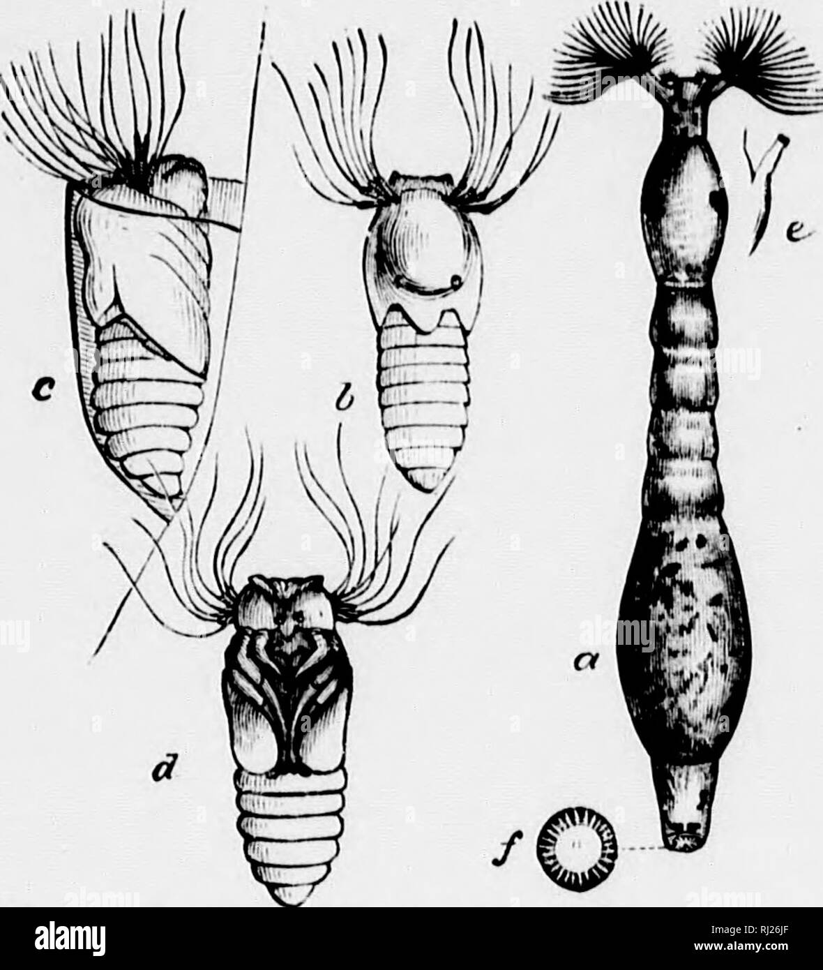 . Insects affecting domestic animals [microform] : an account of the ...