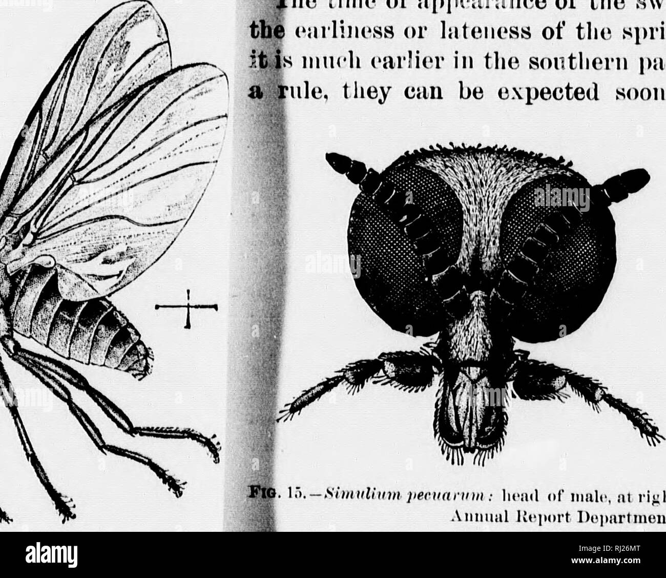 . Insects affecting domestic animals [microform] : an account of the species of importance in North America, with mention of related forms occurring on other animals. Parasites; Insects, Injurious and beneficial; Animaux domestiques; Insectes nuisibles. iniv- 11 It in [lei' IIa- nan: iciniiU', from alluvia — ouliirgi!(l(ri'oin A II11II a I Hu- jiDit ncparl- iiifiit of Agi'i eiiltui-f, I88O1.. Please note that these images are extracted from scanned page images that may have been digitally enhanced for readability - coloration and appearance of these illustrations may not perfectly resemble the Stock Photo