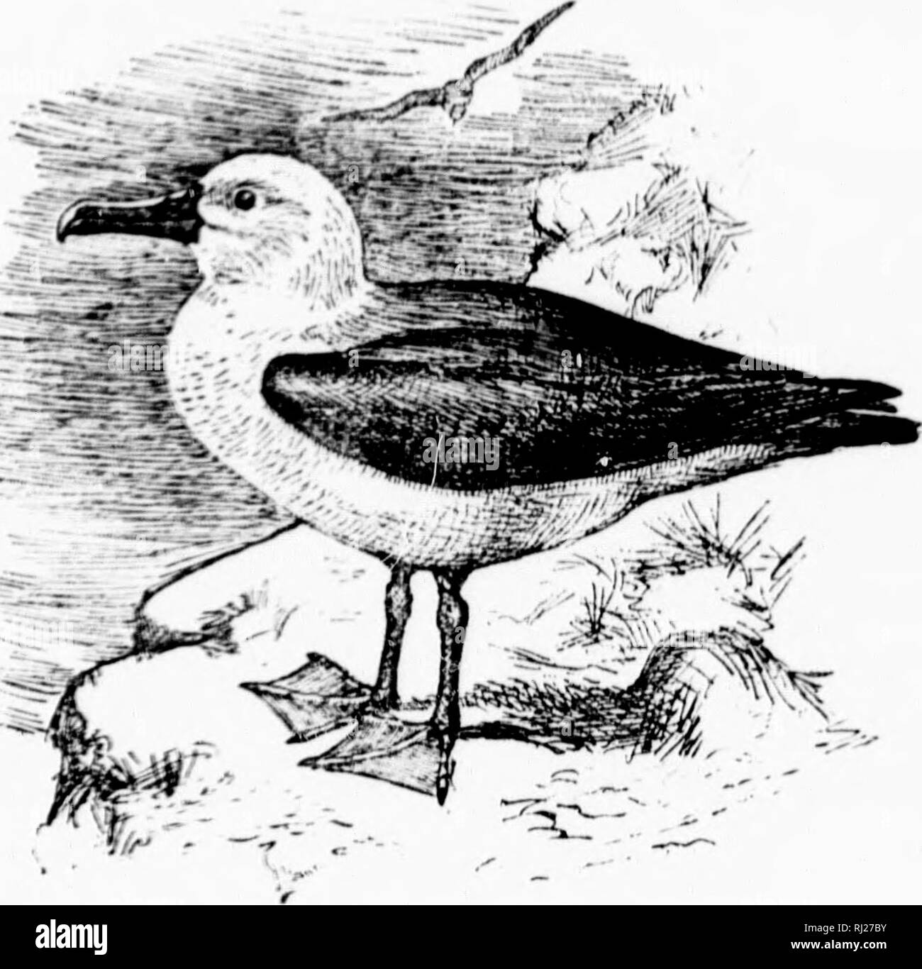 . A popular handbook of the ornithology of eastern North America [microform]. Birds; Ornithology; Game and game-birds; Water-birds; Oiseaux; Ornithologie; Gibier; Oiseaux aquatiques. YELLOW-NOSED ALBATROSS. Thal.ssogeron culminatus. Char. Mantle dark bluish slate, shading to brownish on wings and head; rump white; tail grayish; under parts white. Length about 36 inches. iVt'sf. Tn an exposed situation on an ocean island ; a bulky structure of coarse herbage and mud lined with fine grass and feathers. As new material is added each succeeding year, the height is increased. Es^^'. I; dull white, Stock Photo