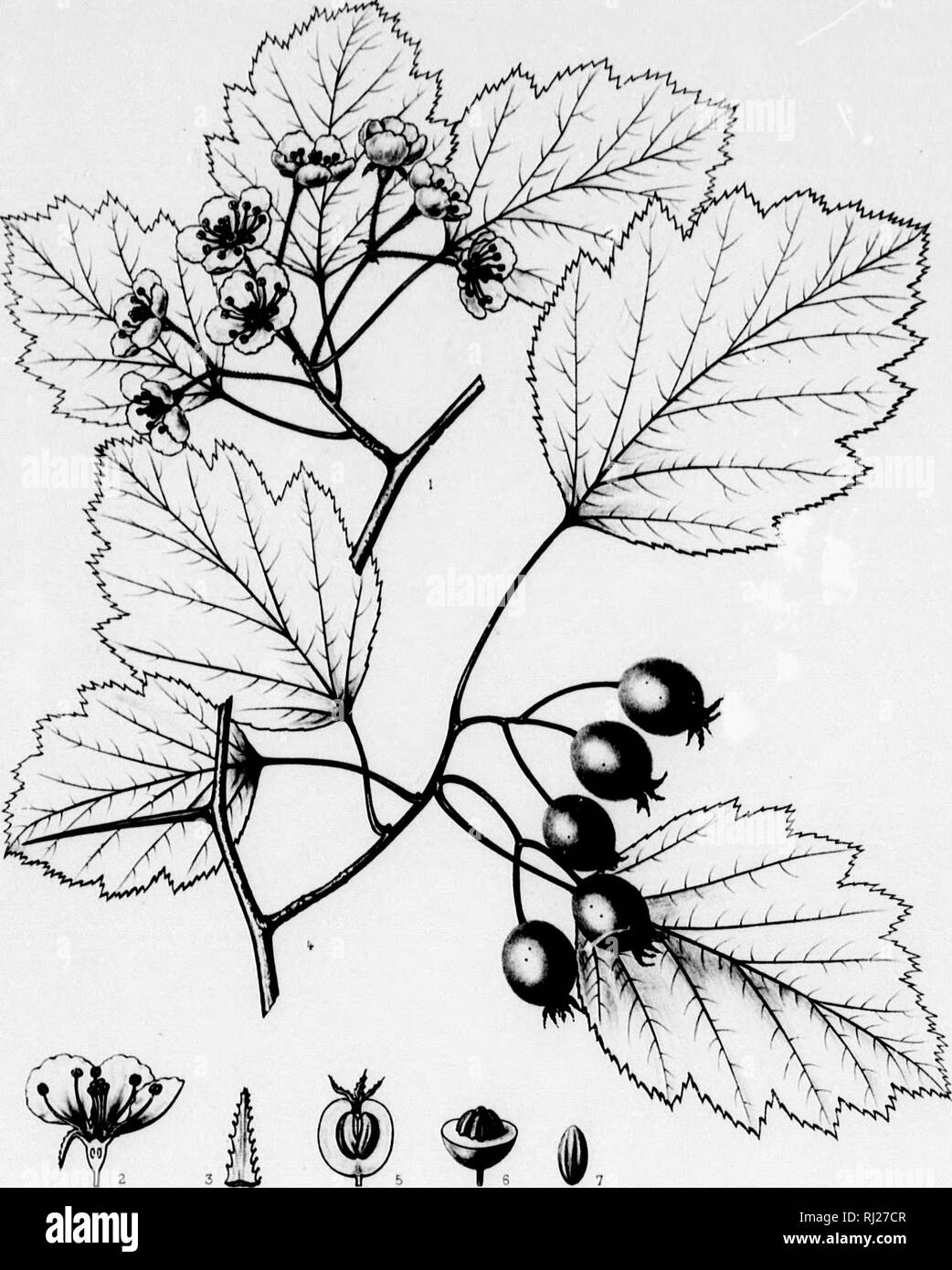 . The silva of North America [microform] : a description of the tree which grow naturally in North America exclusive of Mexico. Trees; Trees; Arbres; Arbres. Silva of Ncrlh Amencd Tib.DCLXX/l!. Za^UUid. CRATAEGUS PEDICELLATA SarÂ«. A /UtMV/St.!^ i/ut'.f ' Imp., â '. Tafi*H*r, Pafif. Vi. Please note that these images are extracted from scanned page images that may have been digitally enhanced for readability - coloration and appearance of these illustrations may not perfectly resemble the original work.. Sargent, Charles Sprague, 1841-1897; Faxon, Charles Edward, 1846-1918. Boston; New York : H Stock Photo