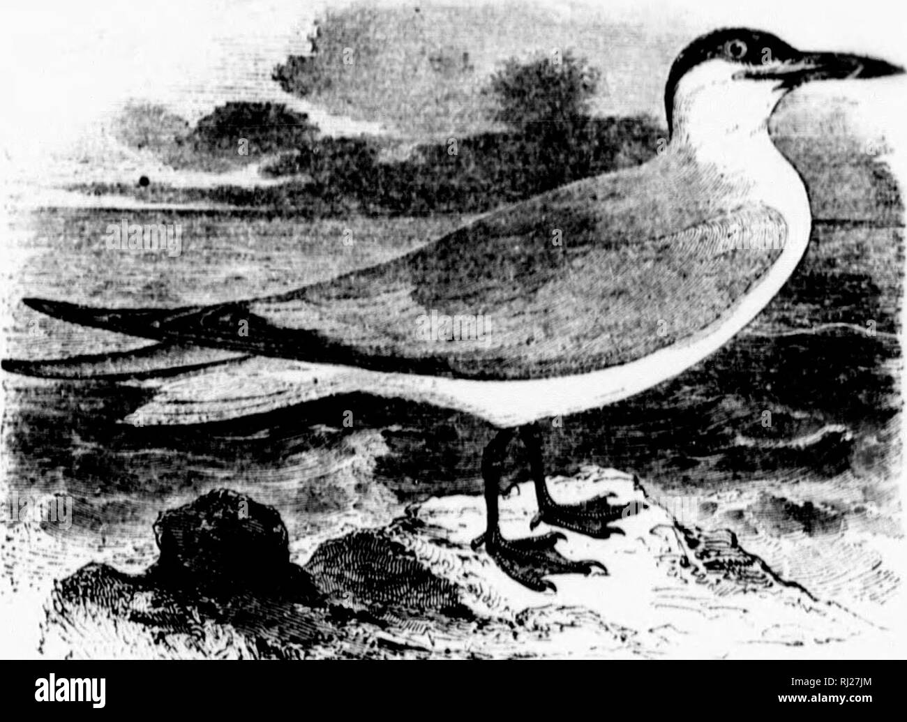 . A popular handbook of the ornithology of eastern North America [microform]. Birds; Ornithology; Game and game-birds; Water-birds; Oiseaux; Ornithologie; Gibier; Oiseaux aquatiques. 1''^ wis â . .i &gt;^ I'H .,1^ CASPIAN TERN. G ANNEX STKIKKK. vSrKRNA TSCHECiRAVA. Chau. -Mantle pale i)earl grav; tail and wings silvery; crown and nape !)lack; under parts white ; bill red, tipped with l&gt;lack ; legs and feet black. In winter the black cap is streaked with white. In innnature birds the ui)per parts are light gray mottled with brownish gray ; bill yellowish brown; legs and feet brown. 'I'he l Stock Photo