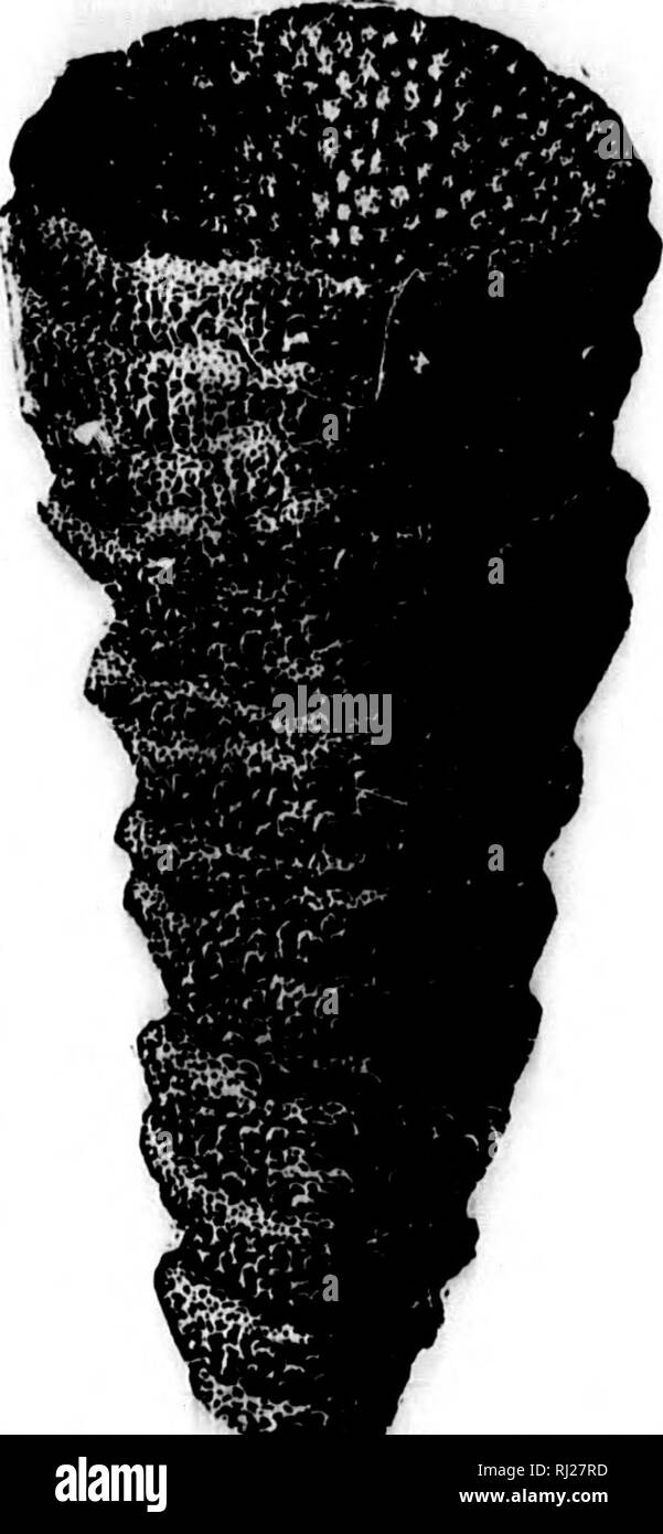 . North American geology and palaeontology for the use of amateurs, students, and scientists [microform]. Paleontology; Paleontology; Geology; Paléontologie; Paléontologie; Géologie. Fig. 103. — Cyntlphylluiii ohloeiiHe. mundulum. Hall iVc Whitfield, 1H73, 23d Rep. N. Y. St. Mus. Nat. Hist , p. 234, Chemung (Jr. muricatum. Hall, 1882 Foss. Corals, Ni- agara and I'p. Held. Grs.. p. W, and 3.-»th Uep- N- Y. St. Mu.^. Nat. Hist., p. 460, Up. Held. «ir. nanum, Hail, 1H82, Foss. Corals .Niagara and Up. Held. Gr.M., p. .&quot;)6, and 35th Rej). N. Y. St. Mus. Nat. lILst., p. 460, Up. Held. (Jr. obli Stock Photo