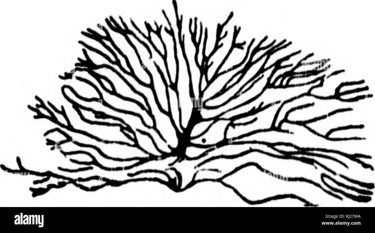 North American Geology And Palaeontology For The Use Of Amateurs Students And Scientists Microform Paleontology Paleontology Geology Paleontologie Paleontologie Geologie Kio Li Ciil Foln Sandu Lina Operculum 15 And 35th Re Hist P