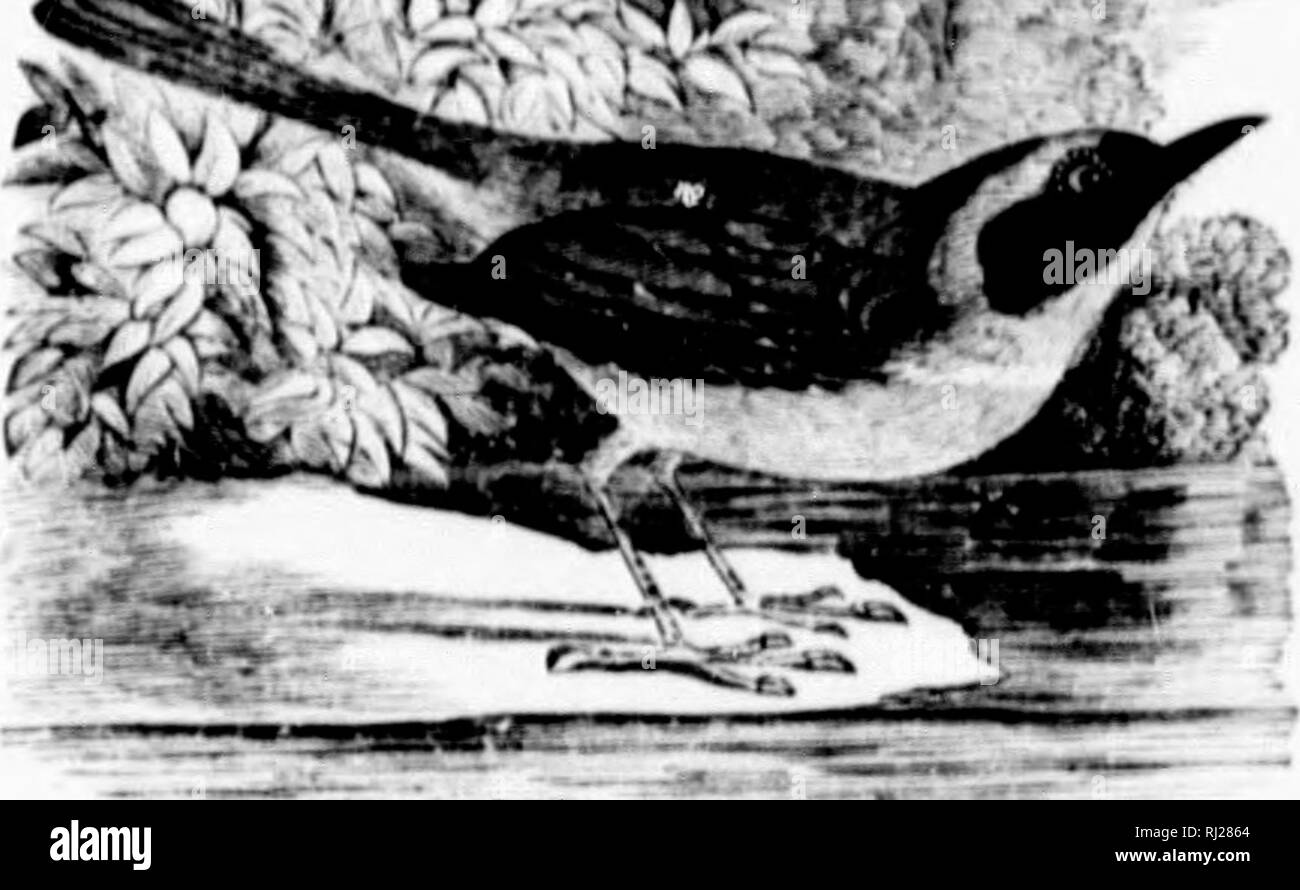 . A popular handbook of the ornithology of eastern North America [microform]. Birds; Ornithology; Oiseaux; Ornithologie. â Â»^Â». MARVI.AM) i;i,IOV-'lIIK()'r. CiKOTMI.M'IS IkK HAS. f'HAR. Above, olive, (hilkr on tlif Ir.uI. iMiuhtci on nmii); fore- head and broad l)and on side of iicad black, with whitish border; litncath rich yellow, palei i&gt;n tlic l)ellv. I.eni;tli 4 V to 5'^ inclies. .Vis/. Iliililen bv tni't of }4ra&gt;s, or iinid thicket of briers, usually in a moist woodland or on border of swamp; composed exteriorly of loosely laid grass, twii;s. etc , lined with fine gia^^s compa Stock Photo
