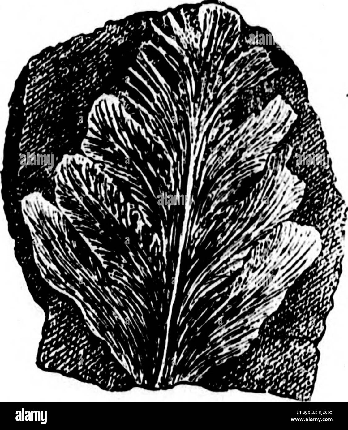 . North American geology and palaeontology for the use of amateurs, students, and scientists [microform]. Paleontology; Paleontology; Geology; Paléontologie; Paléontologie; Géologie. 138 PLANTS. [rhi.'-sch. fucoideum, Lesquereux, 1880, Coiil Flora of I'a., p. 325, Coal Meas. ' liamuloBum, LeHciueivnx, 1880, (.'oal Flora ot Pa., p. 321, Coal Mfas. liirBiitiini, Lenquerenx, 1H5H, (Pachyphyl- ium liirsutuni,) (reo. Sur. I'a., vol. 2, p. 8(13, Coal Meas. inflatuin, Lesfiuureux, 1870, (tlymeno- phyllites inflatus,) Geo. Sur. 111., vol. 4, p. 414, Coal MeaH. irregulare, Germar, 1844, (Aphlebia irreg Stock Photo