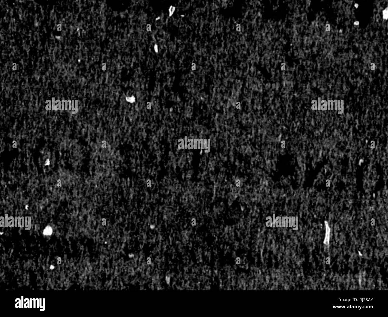 différente robe de chevaux