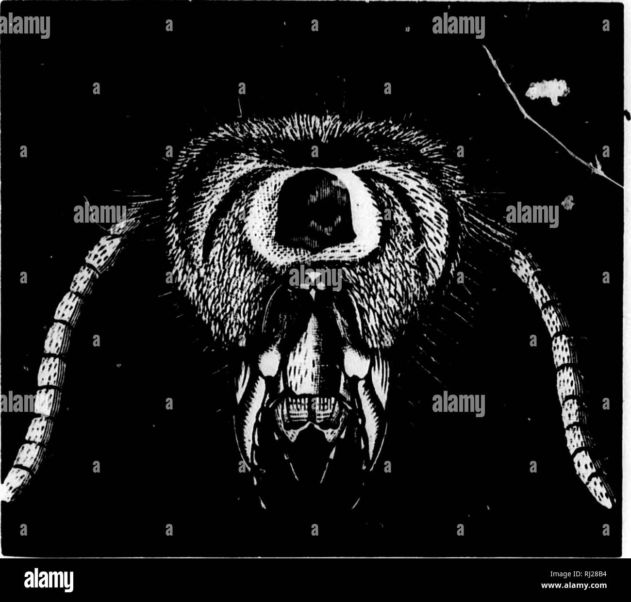 Kidney Insect Kidney shaped eyes Black and White Stock Photos & Images - Alamy