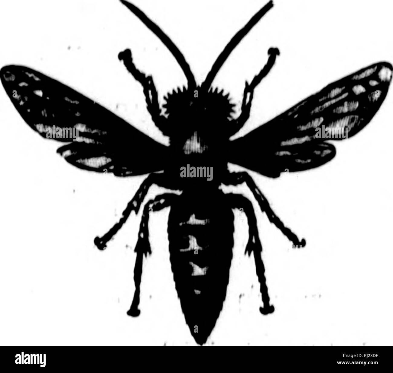 Feminine Features High Resolution Stock Photography And Images Alamy