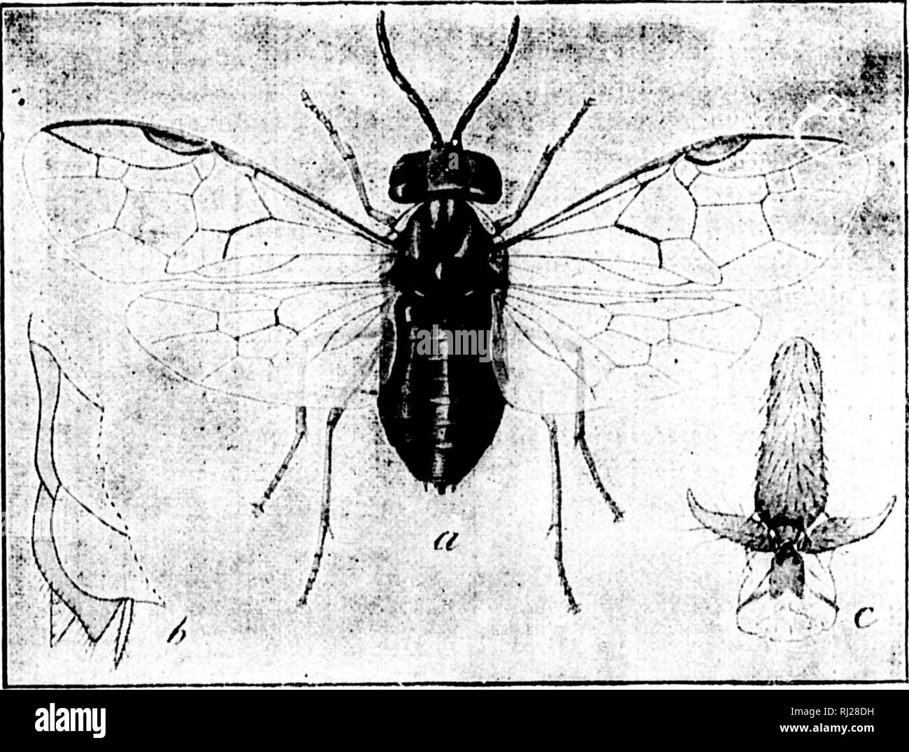 . Revision of the Nematinae of North America [microform] : a subfamily of leaf-feeding Hymenoptera of the family Tenthredinidae. Hymenoptera; Insects; Hyménoptères; Insectes. 123 ping, |lavs 3e on fiila', lerior lowii: Eleven females, one collected at Bro(!kp'»rt, N. Y., the others Ined from larva' found on pear trees near SaiTainento. (Jal., the adults issu- in}«- in March. (Coll. U. S. Nat. Mus.) This sawrty was reported by Matthew Cooke to be very injurious! in 1881-82 about Sacramento, Cal., and in adjoining? counties. It feeds on the leaves of i)ear trees, skeletoniziuj^ them more or les Stock Photo