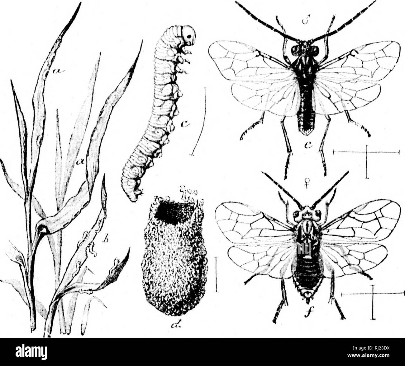. Revision of the Nematinae of North America [microform] : a subfamily of leaf-feeding Hymenoptera of the family Tenthredinidae. Hymenoptera; Insects; Hyménoptères; Insectes. 97 is more or less biiiidcd with yellow on tlie i»osti'riur iiuii^iii of (lie se;;- iiients. The wiiij;' veins are li.nlit brownish for the most [»:irt; the cost a and liter half of subeosta, the stigma, and tiie lyases of most of the veins reacldny the body of both foie and hind winys are nearly hyaline. Male.—Len,utli &lt;» to 7..&quot;) mm.; rather slender, elonuate, shininj?; striie- tiirul details in general as in fe Stock Photo