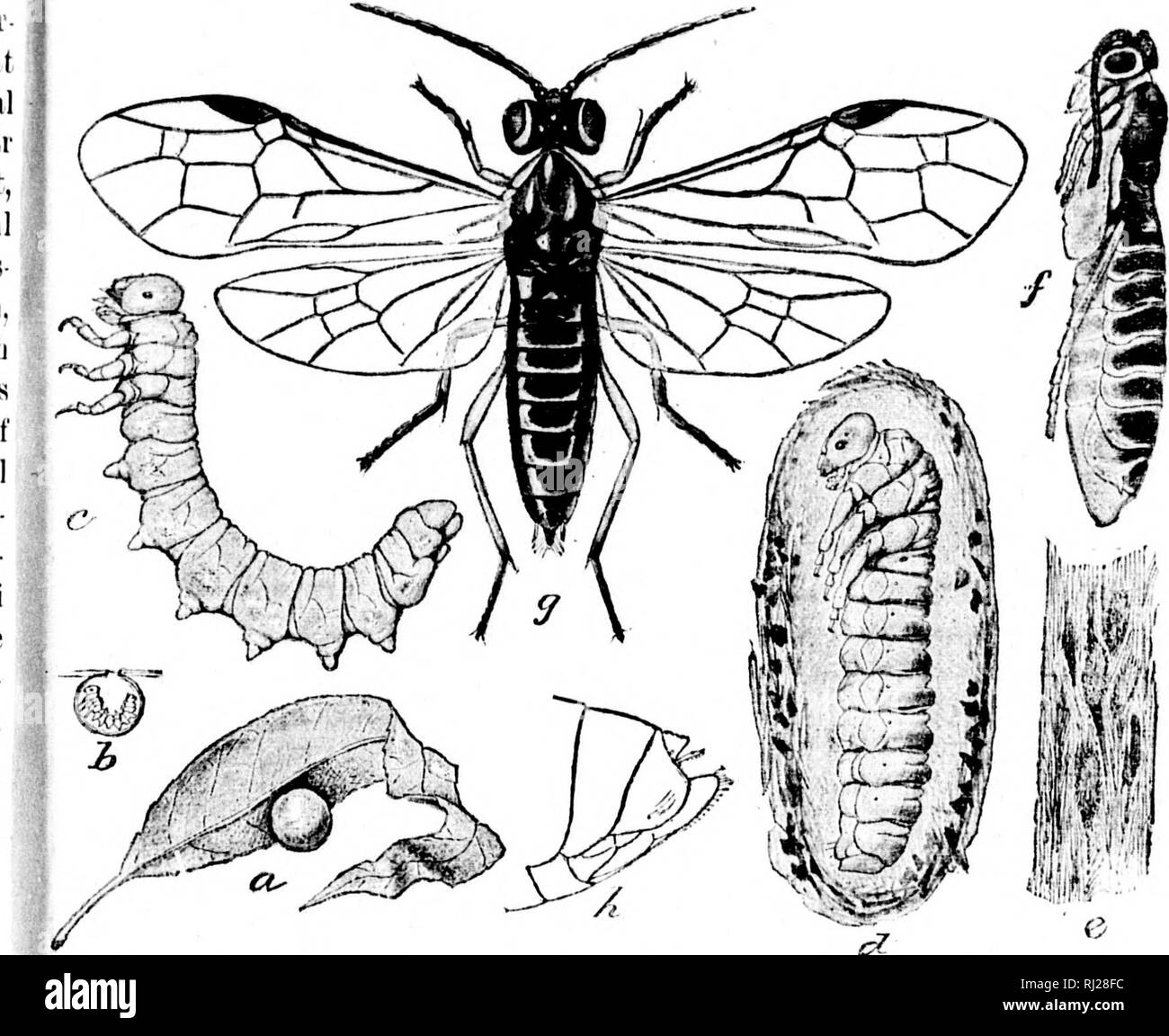 . Revision of the Nematinae of North America [microform] : a subfamily of leaf-feeding Hymenoptera of the family Tenthredinidae. Hymenoptera; Insects; Hyménoptères; Insectes. 33 stripe on eacli il segments ol&quot; Uf, large spot ik; outer two e and all tlic owish brown: lostii and stigma very light, almost liyalino, tlu' hitter with narrow §)rovn bordering line. Mdh:—As in female, except that the occiput is inliiscated and the luesothorax is entirely black. One femah' and one male. Michigan and District of Columbia (.'). |((.oll. U, S. Nat. Mus.) *!&gt;. Pontania kincaidi new species. Fnuale Stock Photo