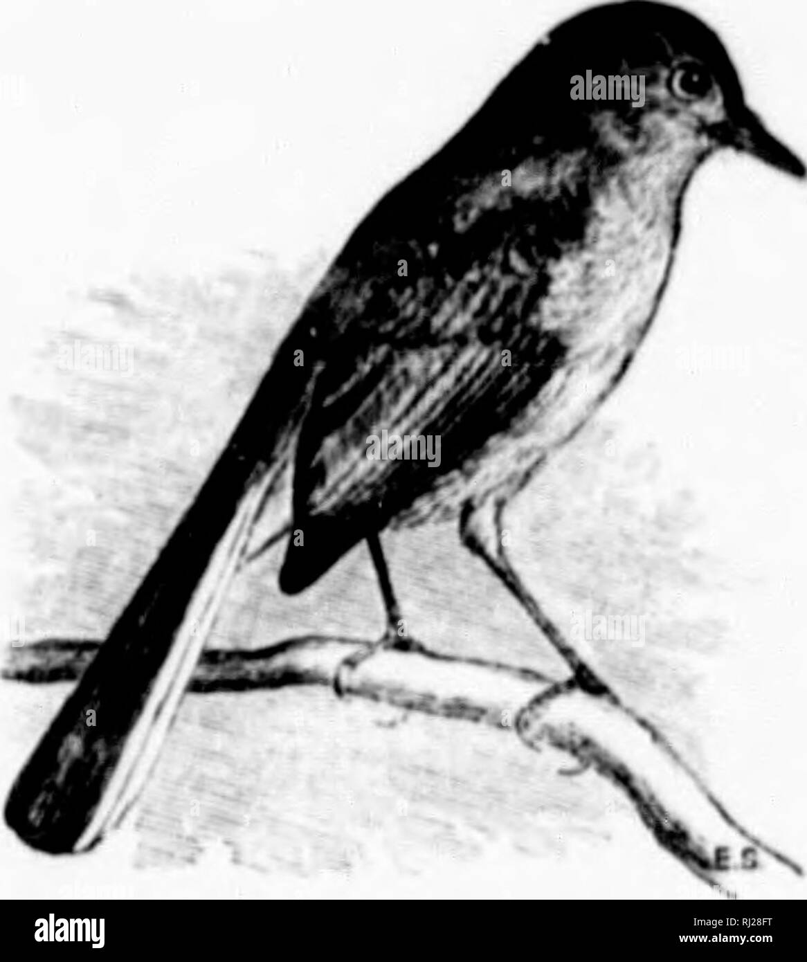 . A popular handbook of the ornithology of eastern North America [microform]. Birds; Ornithology; Oiseaux; Ornithologie. 1. V BLUI:-(;RAV GXA'ICArCHER. h white; wiiii;&gt; du^ky; tail longer than the l)udy, the outer feathers partly white. Fe- male: similar in the male, but lacking the black on head. Length 4,'J to inches AV.f/. A graceful, cup-shaped structure, saddled on limb of a tree 15 or 20 feet from the ground; composed of felted plant fibre ornamented externally with lichens and lined with feathers. £^'s. ^-y, bluish white, speckled with bright brown; 0.55 X 0.45. Hut for the ]ei^th o Stock Photo