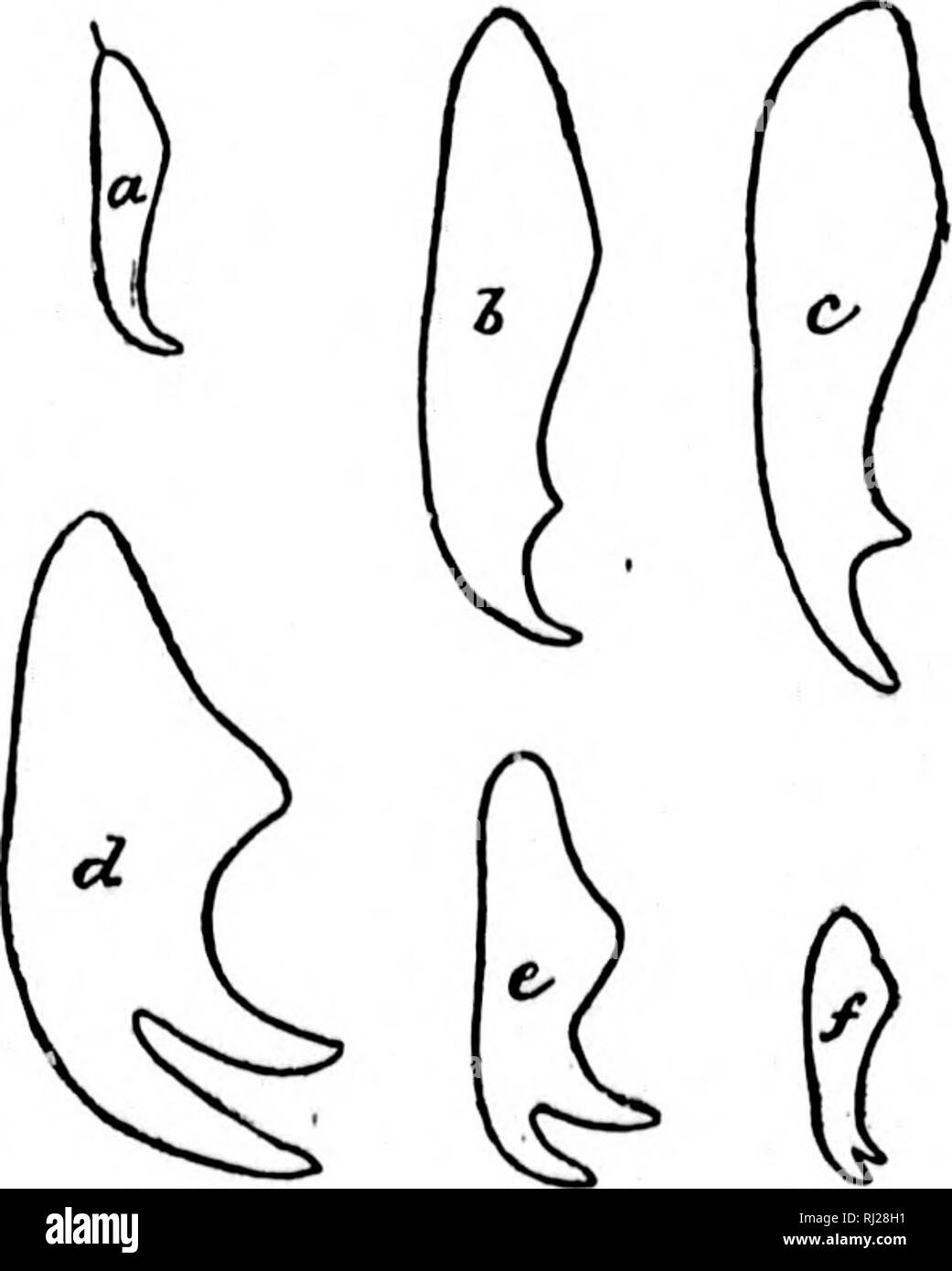 . Revision of the Nematinae of North America [microform] : a subfamily of leaf-feeding Hymenoptera of the family Tenthredinidae. Hymenoptera; Insects; Hyménoptères; Insectes. 15 sclerite of Jipparent are very There is 8 sclerite, erior por- strongly li a white 0 as the universal pt ill tlie value ill tious the eaii this f species byiium- segment le ineta- litlio aud ive beeu deemed jllowin^f hearing- 0 far as e sound veins of ' of the ect ear. ; they protect i.'L', the ace, so e been angiug i, there ibfaini- iiiiif,' of lateral 10 pro- horax, ! rudi- repre- ivided •einity the anterior wings, l Stock Photo