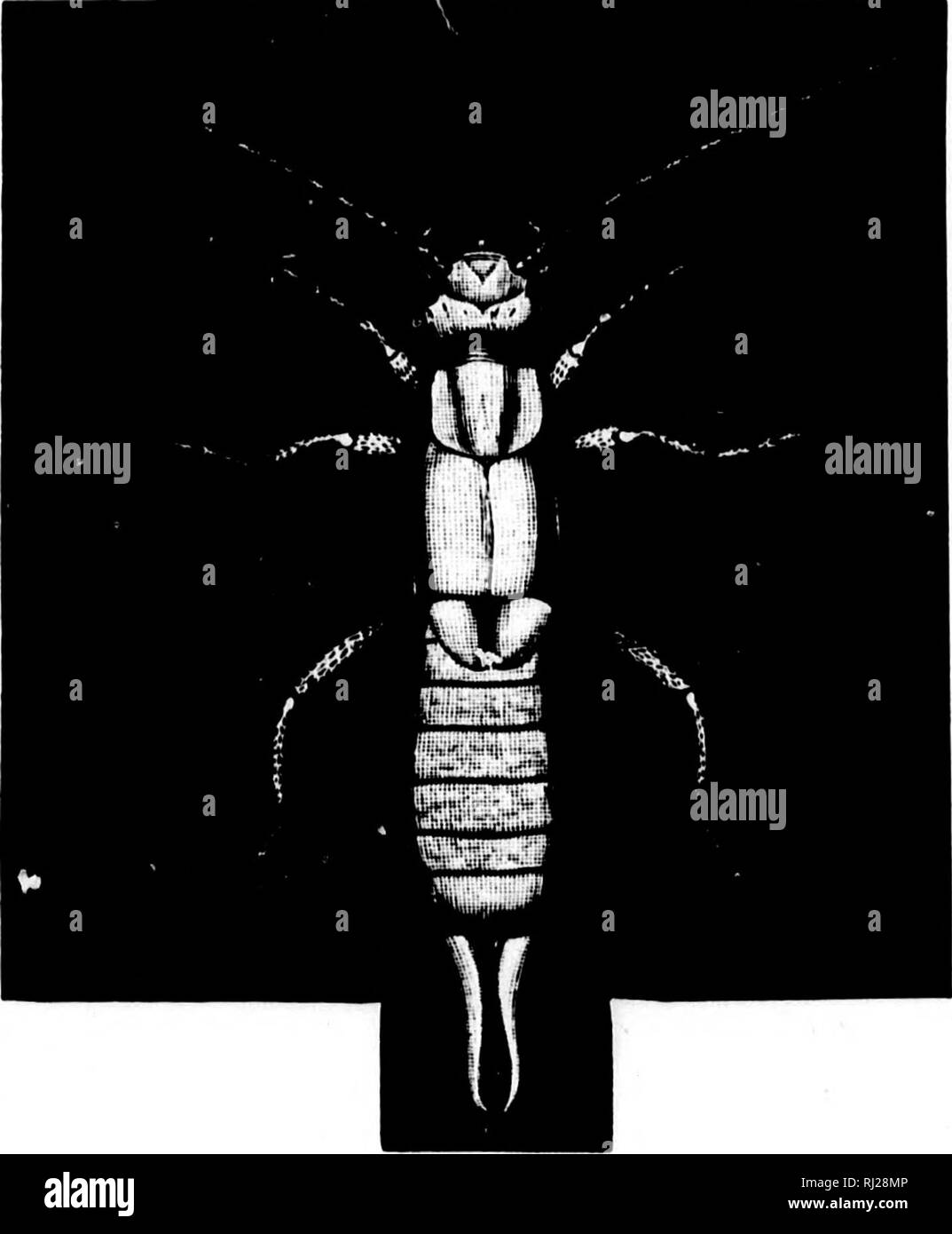 . Flashlights on nature [microform]. Insects; Plants; Insectes; Plantes ...