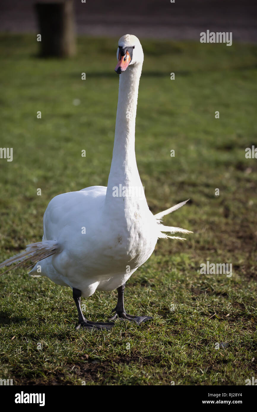 A swan with broken wing feathers in Poolsbrook country park