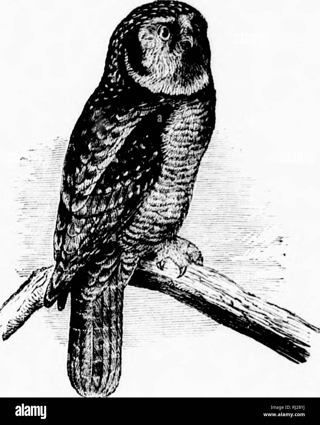 . A popular handbook of the ornithology of eastern North America [microform]. Birds; Ornithology; Oiseaux; Ornithologie. HAWK OWL. SURNLA UI.LI.A CAl'AKOCH. Char. Above, dull blackish brown, spotted with white ; crown without spots; dark patch on the cheeks; face white, the feathers with dark margins; tail and wing with white bars; below, white with dark bars. Length 14-V to 17}^j. 2-7; dull while ; 1.55 X 1.25. This remarkable species, forming a connecting link with the preceding genus of the Hawks, is nearly confined to the Arctic wilds of both continents, being frequent in Siberia and the f Stock Photo