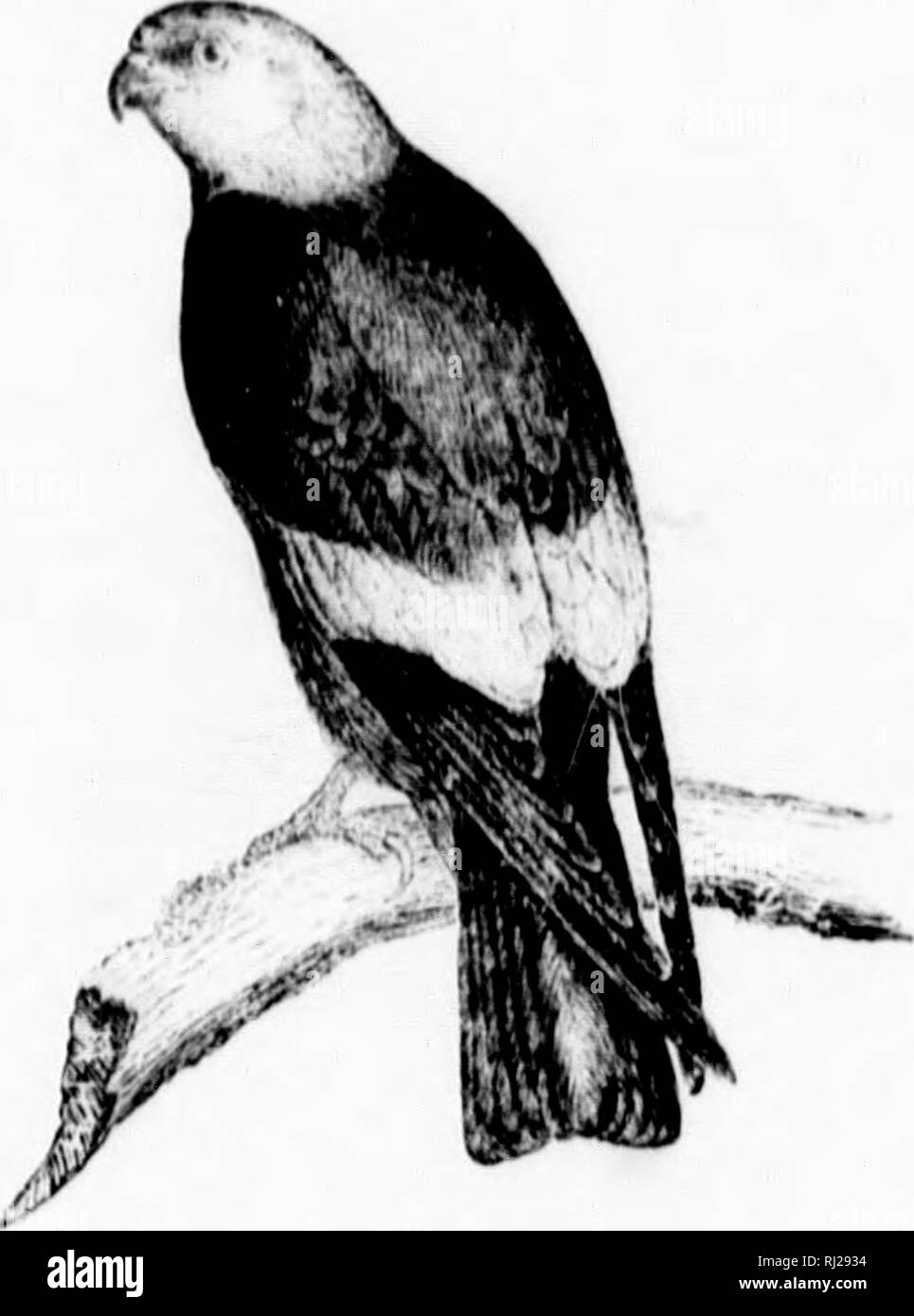 . A popular handbook of the ornithology of eastern North America [microform]. Birds; Ornithology; Oiseaux; Ornithologie. Mississii'i'i Kin:. IlLUK KITK. IciIW MISSISSII'I'IKVSIS. Cmar. General cdlor Miiisli-^ray, liijlifor on the head .'iiul seronrla- ries, darker on piiniariLs and tail. lAn,i;ili, 15 to i^'i intlus. M:if. On a tree; of small Micks, lined with moss and leaves. /•-XvJ- --^'i/i variable, averaging i.f)^ X 1.35. 'This rrinark;il)ly lonii-willed ^hk! hi'.-uilifiil I l;ivk docs not appear to cMi'iid its miu'rations far within tin: United Statt's. Wilson obsiTM'd it ratlur pUntirii Stock Photo