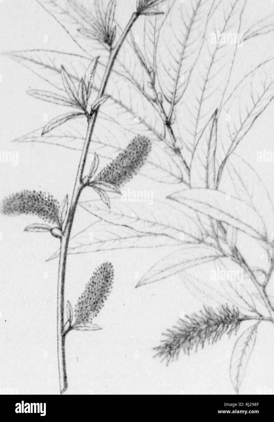 Tio Black And White Stock Photos Images Page 3 Alamy