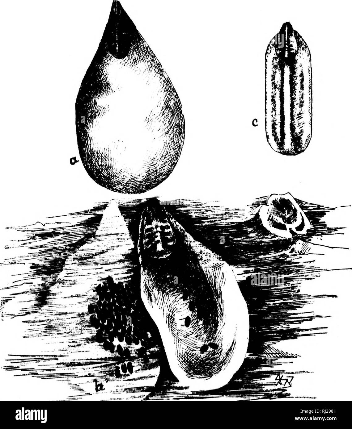 . The San José and other scale insects [microform] : prepared for the use of fruit growers and scale inspectors. Scale-insects; Fruit; Coccidés; Fruit. 42 7. The Scurfy Bark-Louse. {Chionaspis furfurus).. Fig. 10—Scurfy Borkli use (Chidnafpis furfurus). (a) Adult female scale, upper surface, show- ioR the two mrulted xkitis at anteiior end, and enlarged posteiior end of the white scale, ih) AduU female, under surface, showing the insect at anterior end, and the numerous purplish eggH. (c) Adult male, ohowing the one moulted skin, and the parallel sides and the three ribs. (Original.) The Scurf Stock Photo