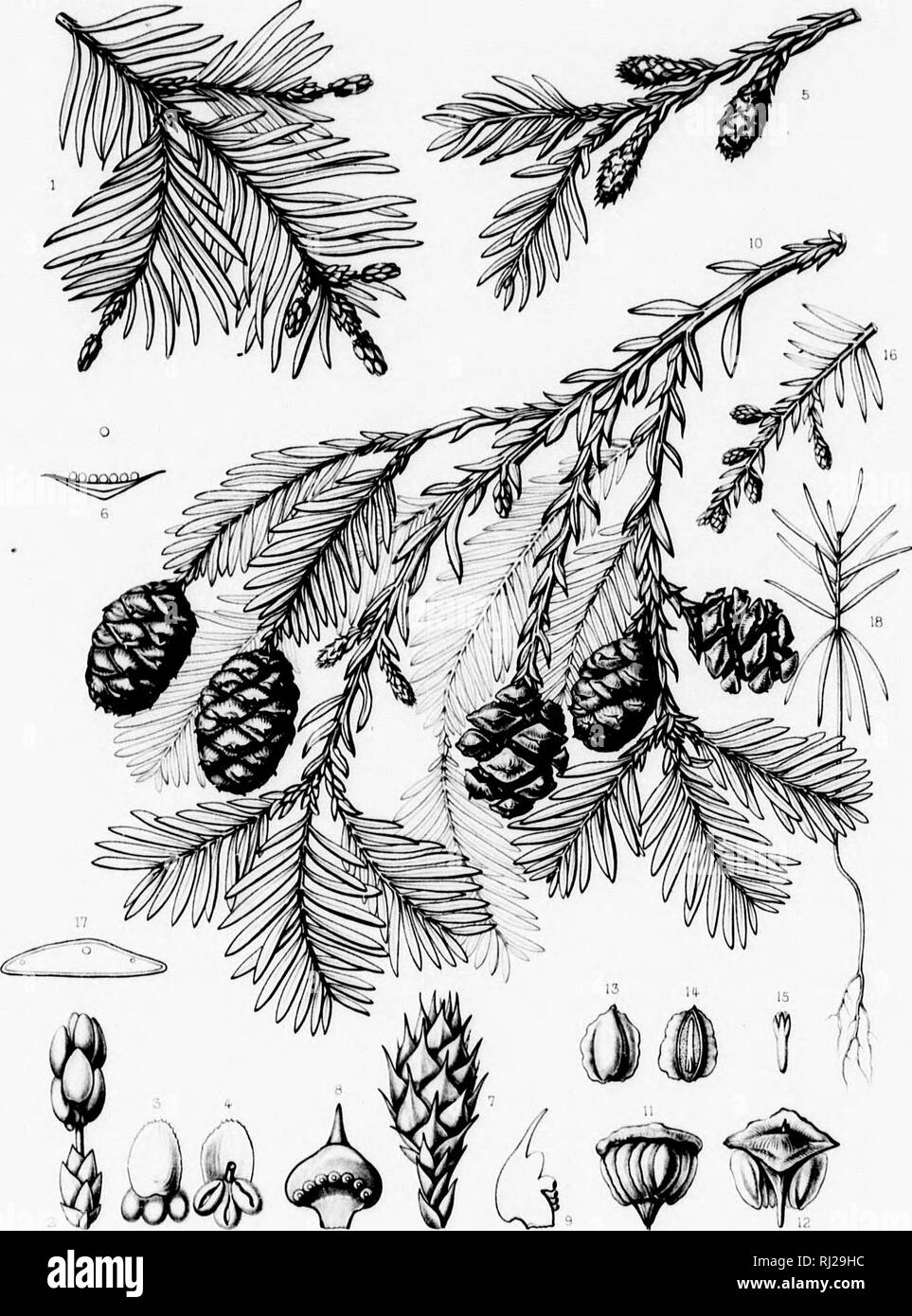 The silva of North America [microform] : a description of the tree which  grow naturally in North America exclusive of Mexico. Trees; Trees;  Monocotyledons; Gymnosperms; Arbres; Arbres; Monocotylédones; Gymnospermes.  Silva of