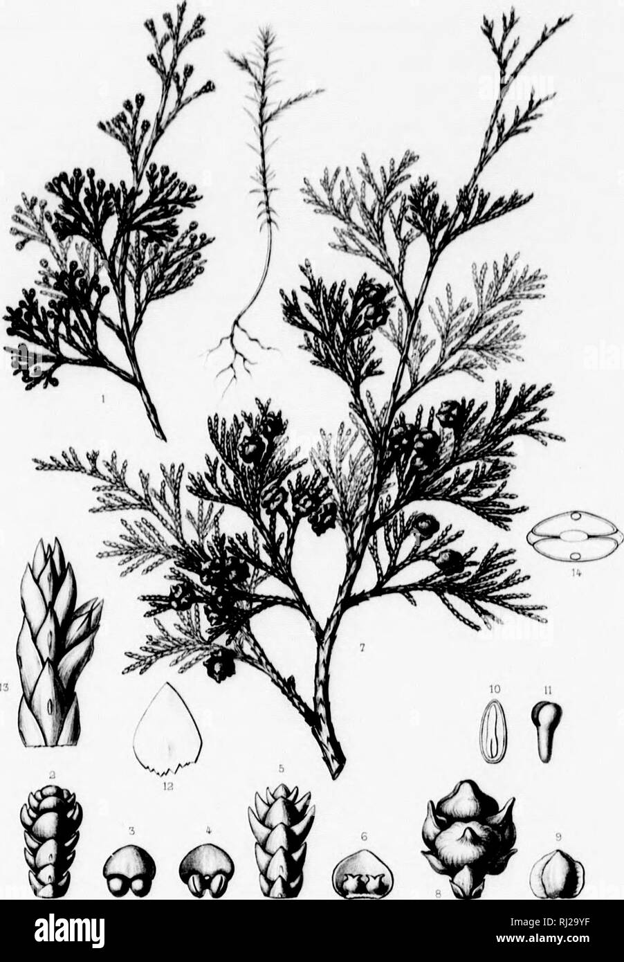 . The silva of North America [microform] : a description of the tree which grow naturally in North America exclusive of Mexico. Trees; Trees; Monocotyledons; Gymnosperms; Arbres; Arbres; MonocotylÃ©dones; Gymnospermes. lulv 1 fit Hot III /Â»m&lt;'iiciÂ«. TÂ«b UXXIX.. I-K.â¢â â /,.,;m ,/.â / Jftzpuiti Sf CUPRESSU3 THYOIDES.L A Hu rt-u.r Ji.'.M â /nn ./ Tiifwar /'^ri.(. Please note that these images are extracted from scanned page images that may have been digitally enhanced for readability - coloration and appearance of these illustrations may not perfectly resemble the original work.. Sargent, Stock Photo