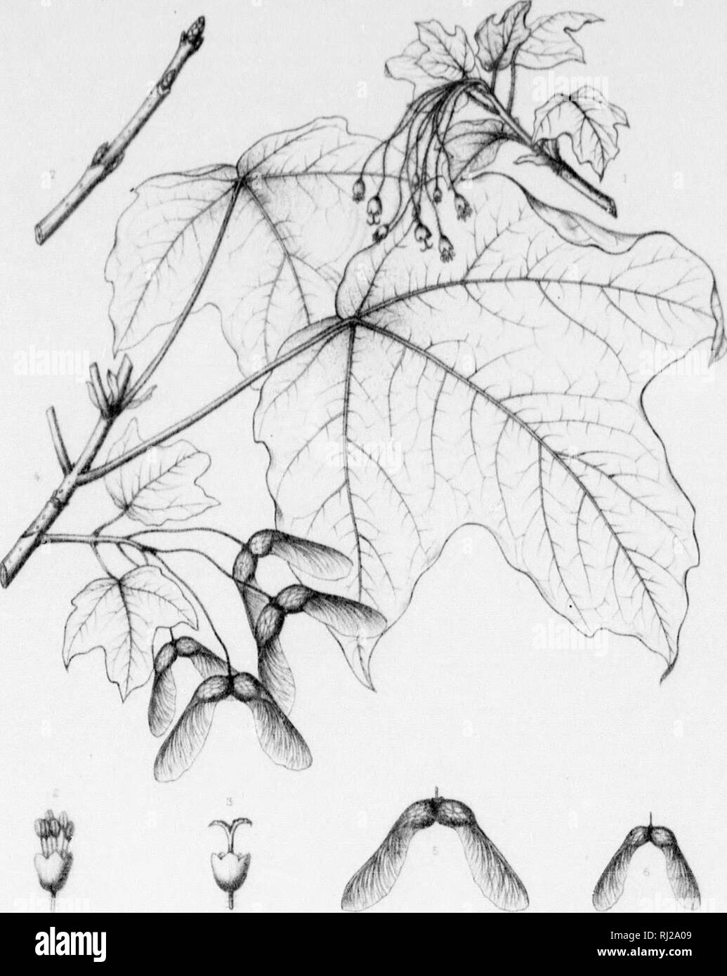 . The silva of North America [microform] : a description of the tree ...