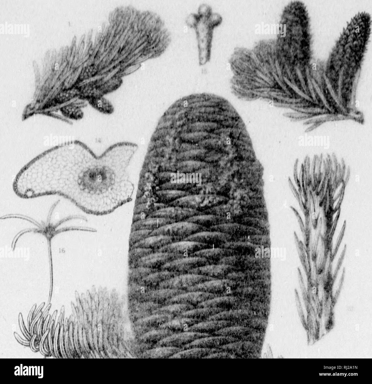 . The silva of North America [microform] : a description of the tree which grow naturally in North America exclusive of Mexico. Trees; Trees; Gymnosperms; Conifers; Arbres; Arbres; Gymnospermes; ConifÃ¨res. Silv* of North Arnertc*. m^'^ -::.'&lt; 'y â¢ 1 if â 'â 'â '-â f4: J 'ff'i^' 'y.: ,4' ^ o !. Please note that these images are extracted from scanned page images that may have been digitally enhanced for readability - coloration and appearance of these illustrations may not perfectly resemble the original work.. Sargent, Charles Sprague, 1841-1897; Faxon, Charles Edward, 1846-1918. Boston Stock Photo